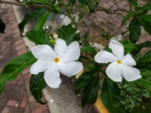 White flowers