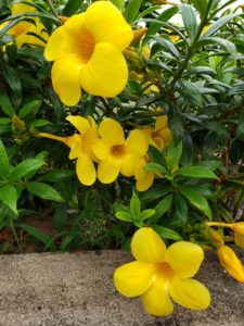 Yellow flowers