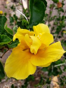 Yellow orchid