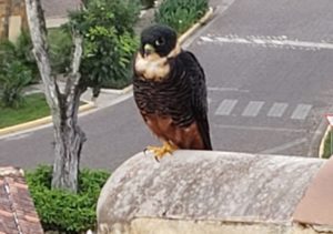 Falcon